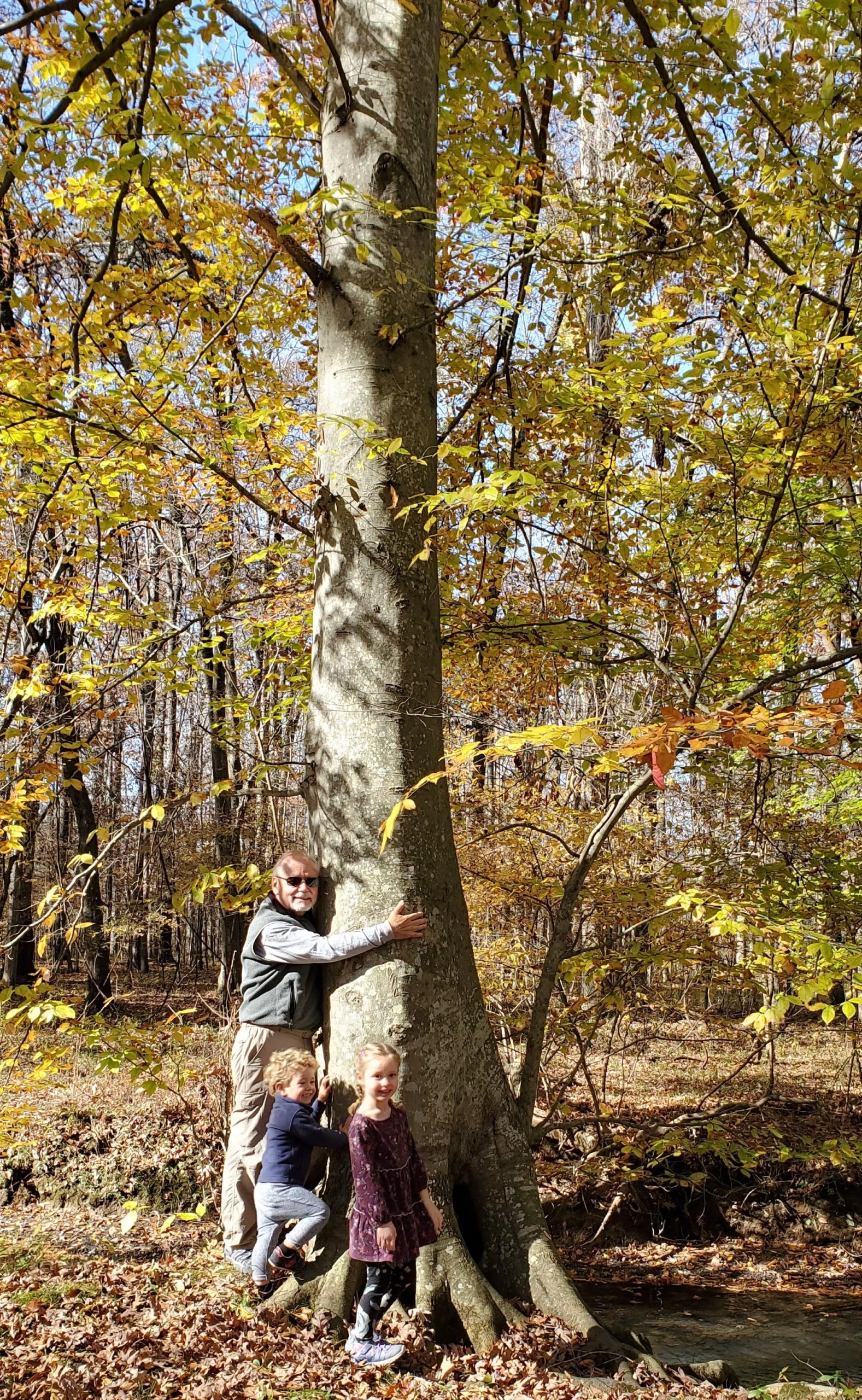 American Beech