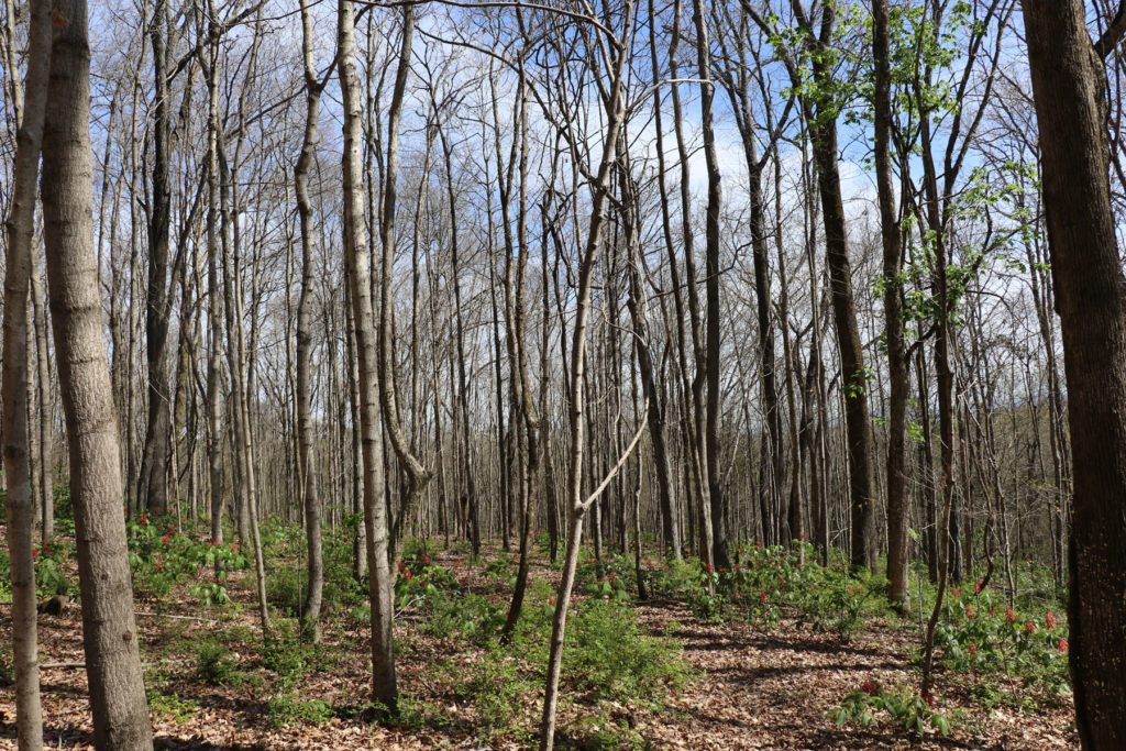 View from the Trails