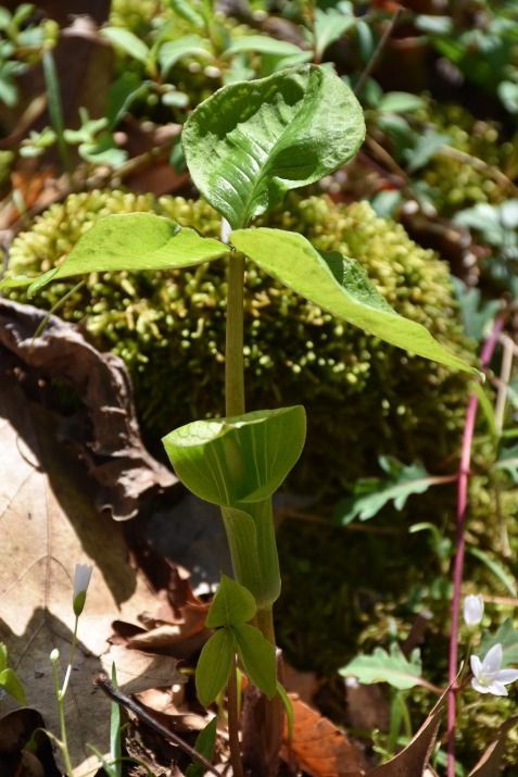 Jack-in-the-pulpit (Arisaema triphyllum)