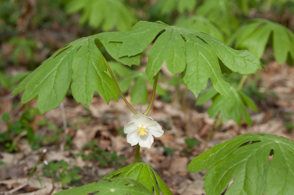 Mayapple (Podophyllum peltatum)