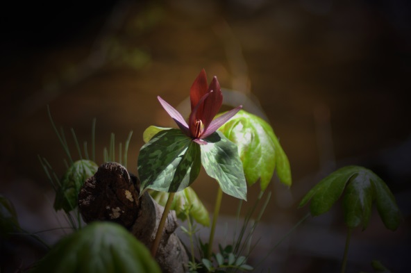 Sweet Betsy (Trillium cuneatum)