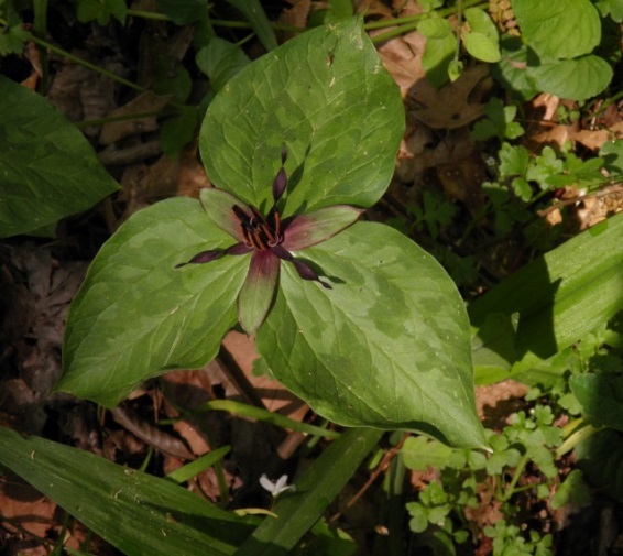 Twisted Trillium (Trillium stamineum) 