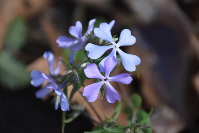 Wild Blue Phlox (Phlox divaricate)