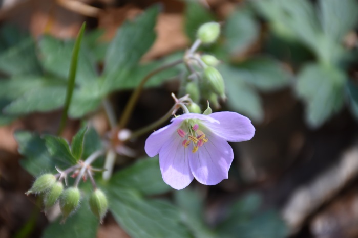 Wild Geranium or Cranesbill Geranium (Geranium maculatum)